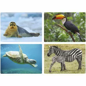 Caja de fotoimágenes: animales