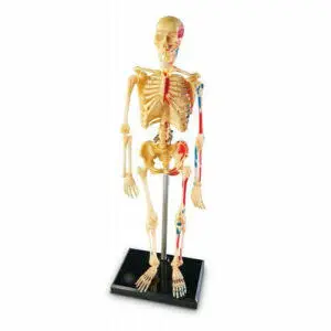 Esqueleto Humano 23 cm