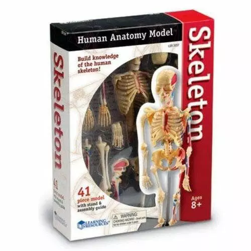 Como dibujar un esqueleto humano - Guía paso a paso